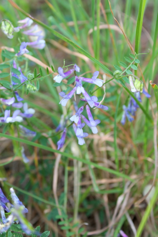 10_campi flegrei - Vicia cfr. pseudocracca